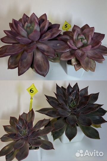 Излишки суккулентов