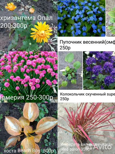 Многолетники для сада, комнатные растения