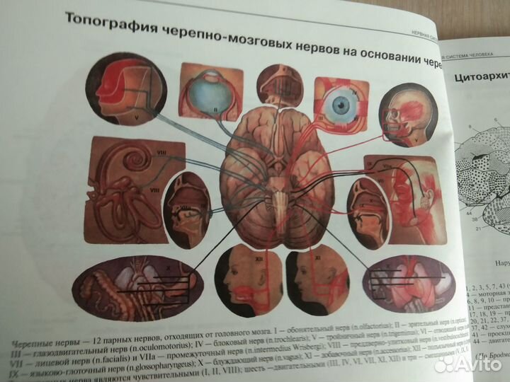 «Атлас нервной системы человека Микадзе, 6-е издан