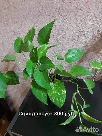 Папоротник, фикус, филодендрон, монстера