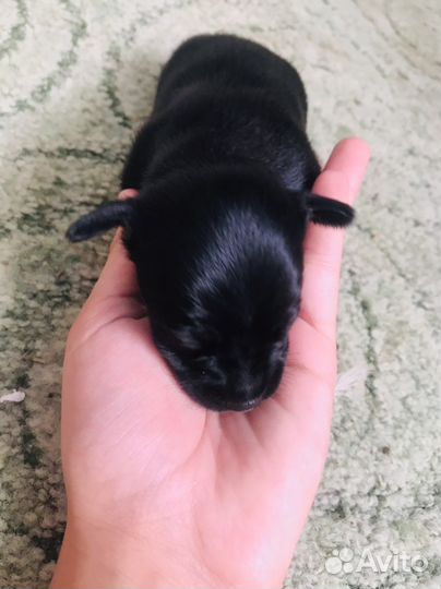 Той-терьер стандарт щенки