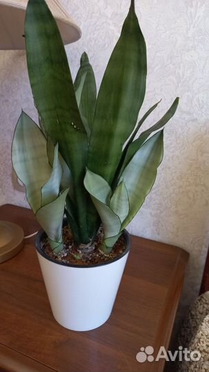 Сансевиерии сортовые Муншайн,футура грин