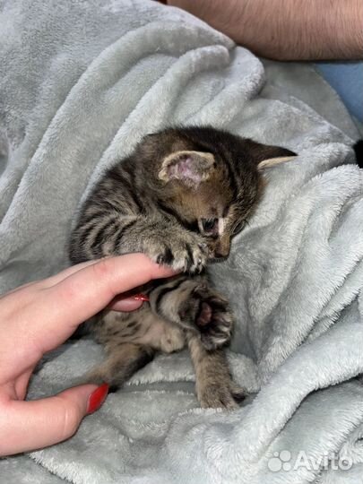 Котята