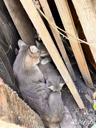 Котята в добрые руки