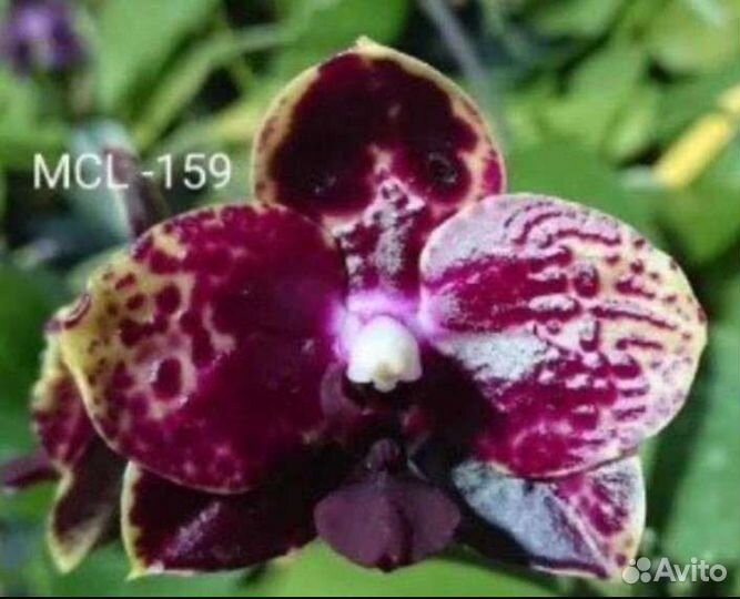 Орхидея фаленопсис