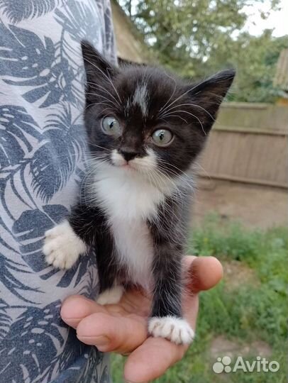 Британские котята