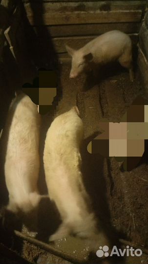 Поросенок ландрас