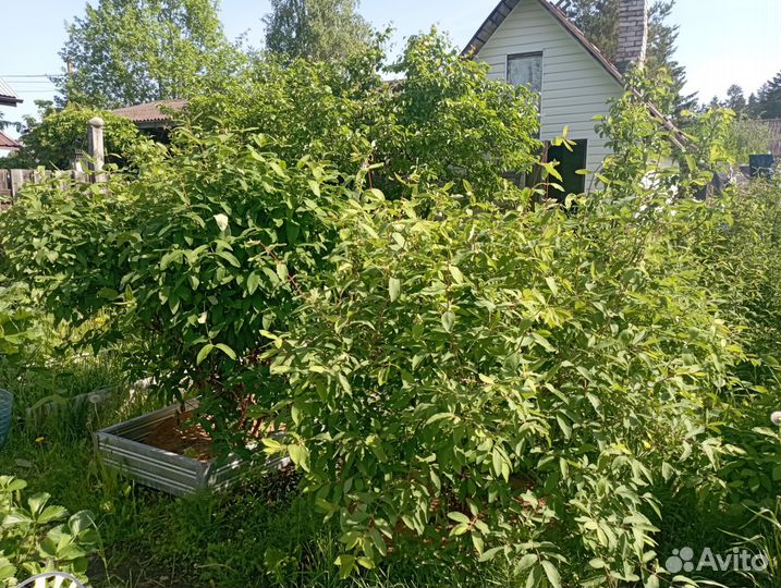 Саженцы жимолости