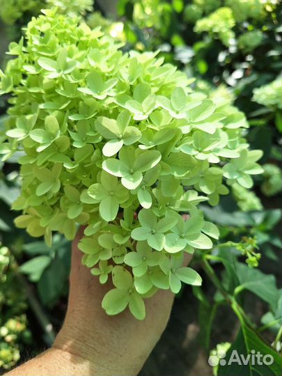 Гортензия метельчатая