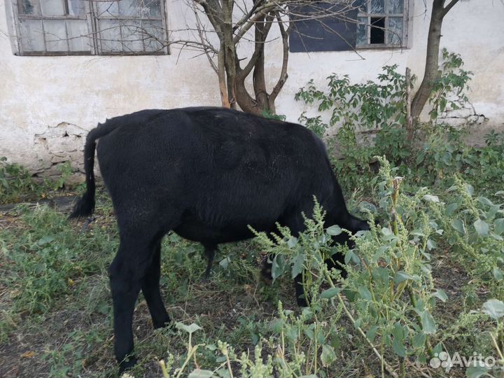 Телята бычки