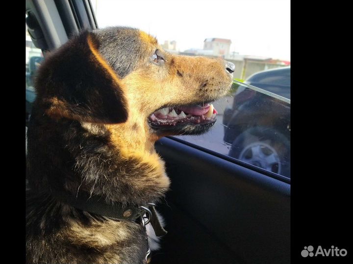 Собака Таксуля