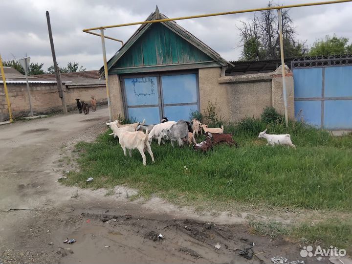 Козы и козлята