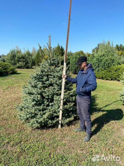 Ель Голубая колючая, крупномер