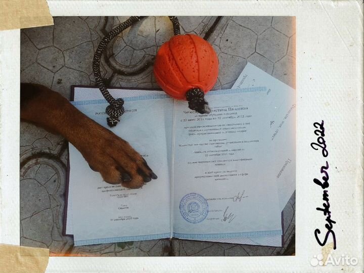 Кинолог. Дрессировка собак в Воронеже