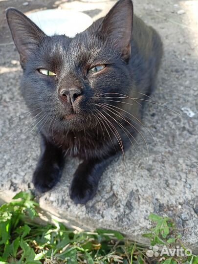Черного котика выбросили на промзоне