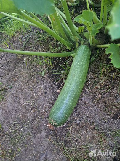 Яблоки Мельба