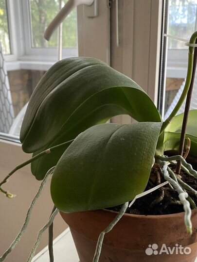 Орхидея дендробиум