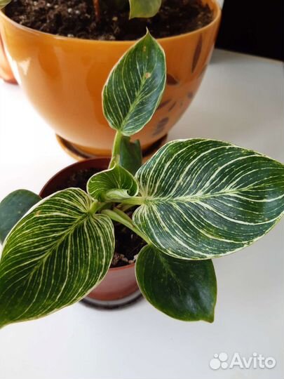 Филодендрон Биркин