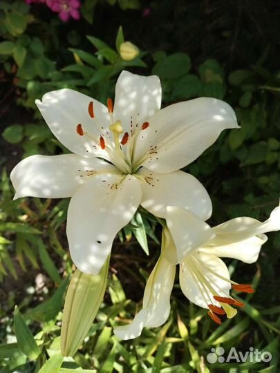 Лилии луковицы