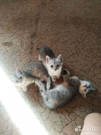 Британские котята