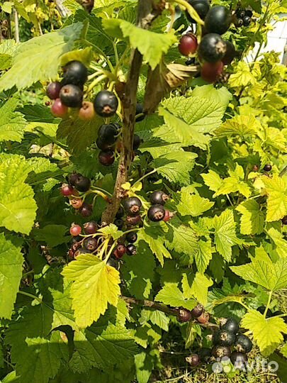 Саженцы чёрной смородины.Круглый год