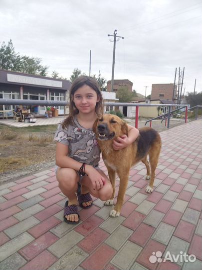 Передержка животных