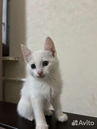 Кошка в дар