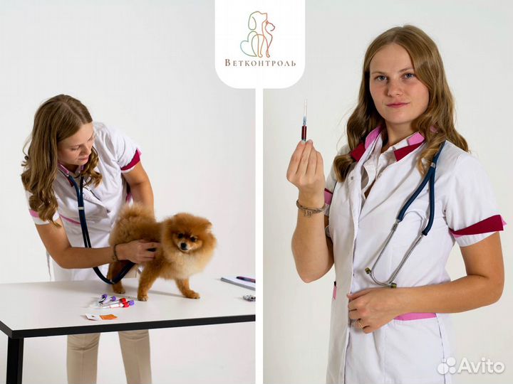 Вакцинация кошек и собак на дому