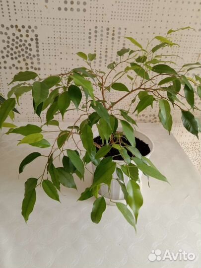 Фикус бенджамина