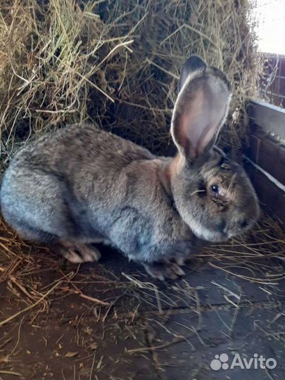Фландры, Строкачи (нпв)