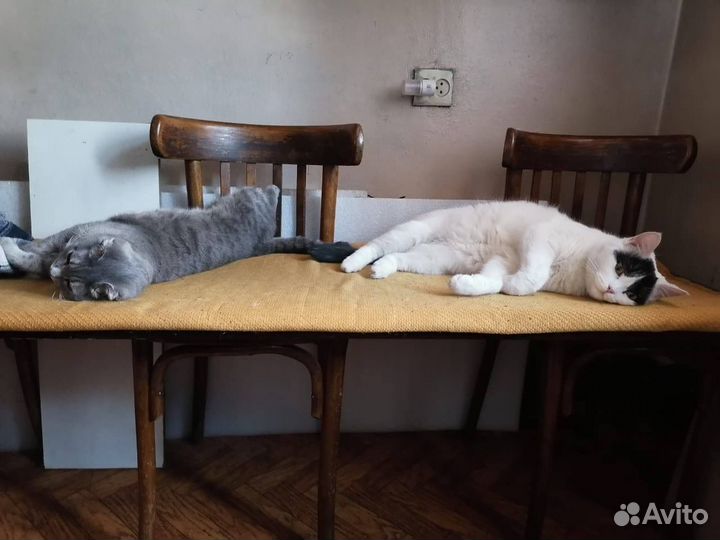 Воспитанный кот в добрые руки