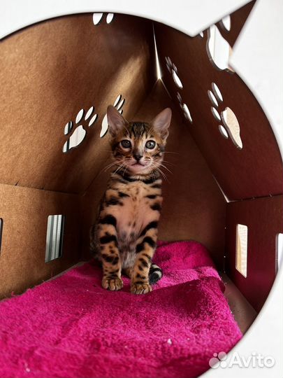 Бенгальская