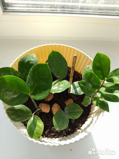 Замиокулькас долларовое дерево 2 шт