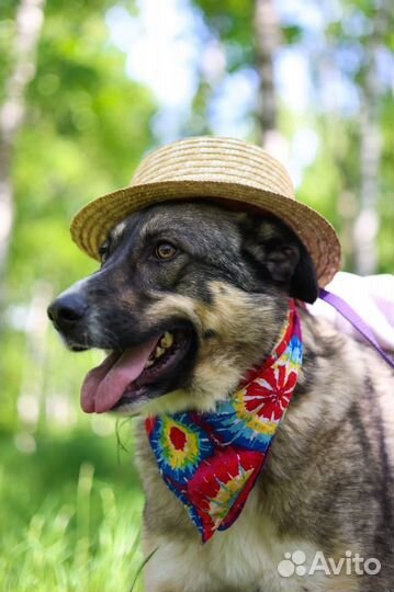 Собака Тесса в добрые руки из приюта