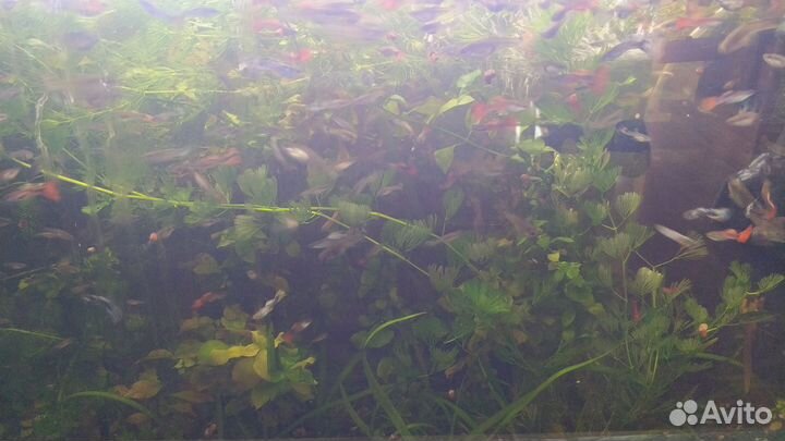 Травка для аквариума