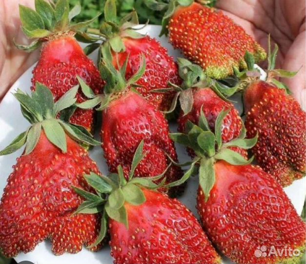 Клубника сорт Купчиха