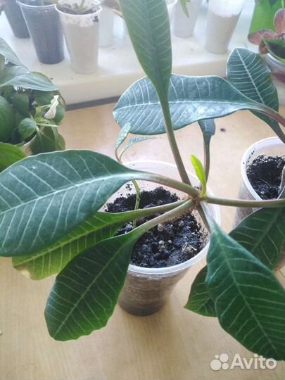 Молочай, традесканция