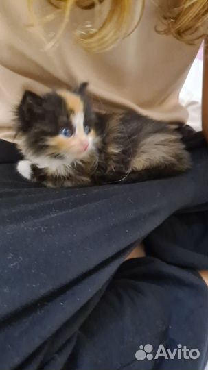Котёнок трехцветный