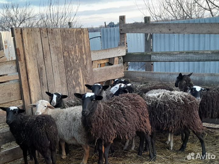 Романовские овцы