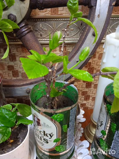 Гибискус китайсккя чайная роза