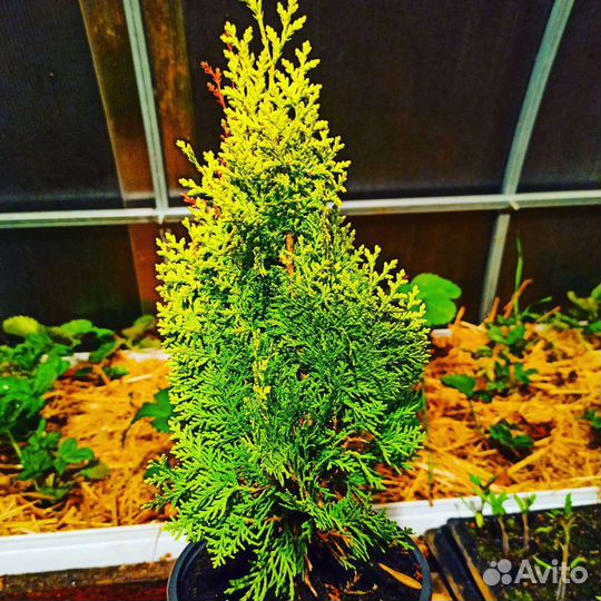 Можжевельник, ель, сосна Крымская, цветы