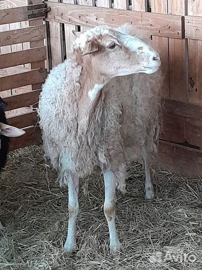 Овцы бараны ягнята