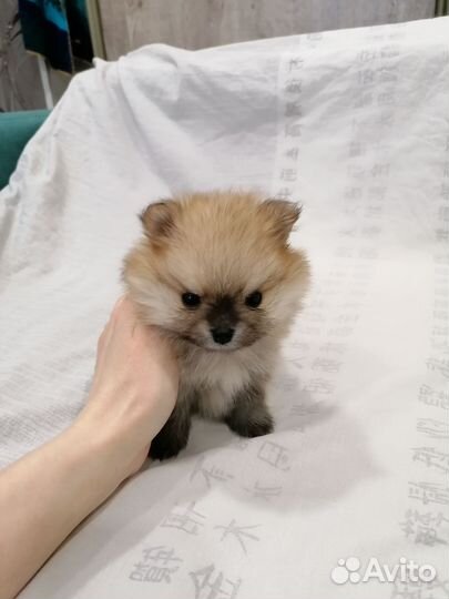 Щенки шпица