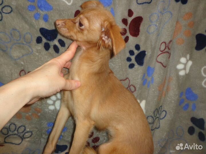 Щенки с родословной