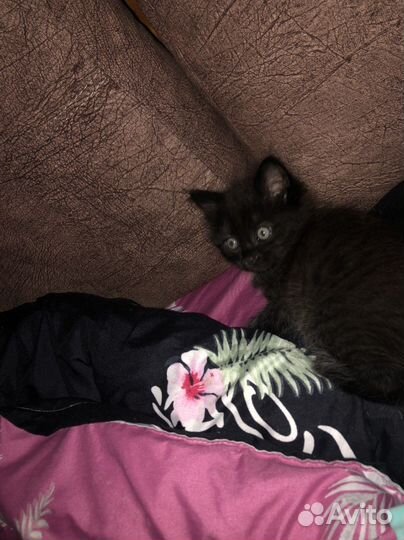 Черный котенок в добрые руки