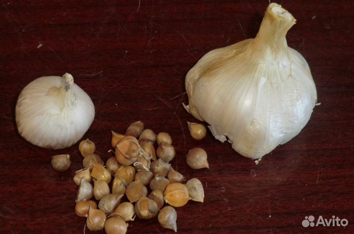 Чеснок рокамболь