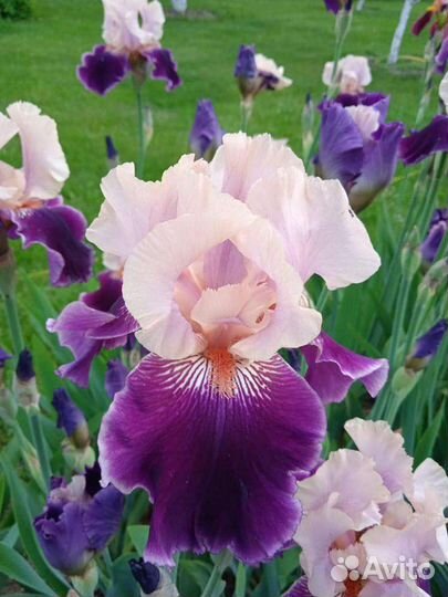 Ирисы бородатые