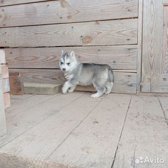 Щенки сибирской хаски