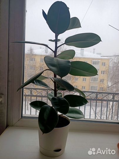 Фикусы, драцена