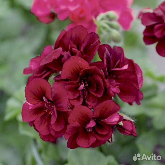 Орхидеи фаленопсис